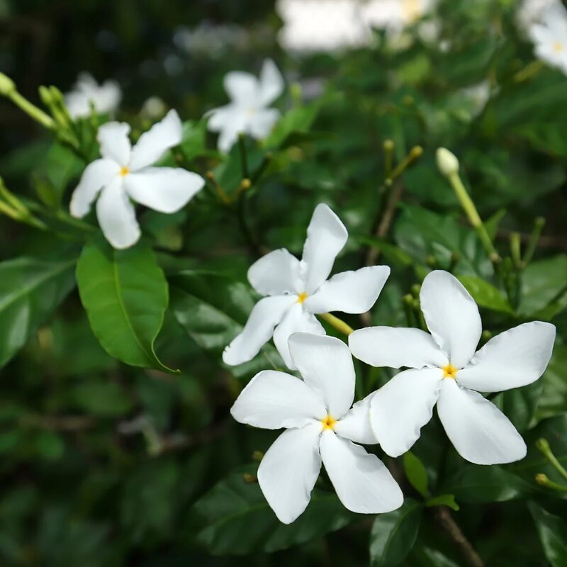 01 Pinwheel Jasmine Plant - Image 2