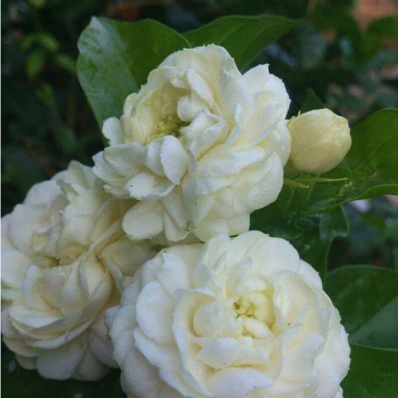 Grand Duke of Tuscany Jasmine Plant - Image 5