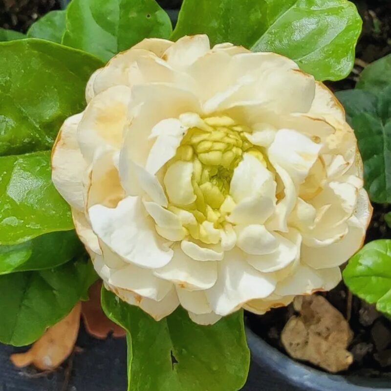 Grand Duke of Tuscany Jasmine Plant - Image 2