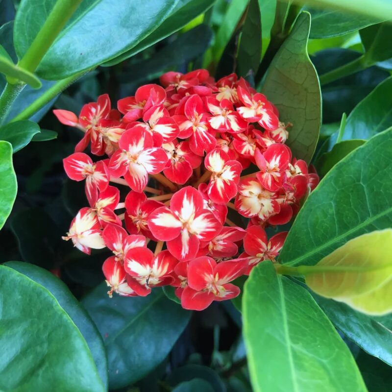 Live Maui Tricolor Ixora Plant