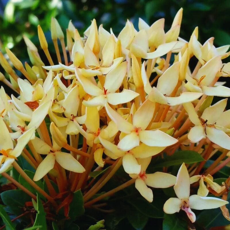 Maui Sunset Yellow Peach Ixora Plant Well Rooted - Image 5
