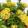 Maui Sunset Yellow Peach Ixora Plant Tropical Plant Well Rooted