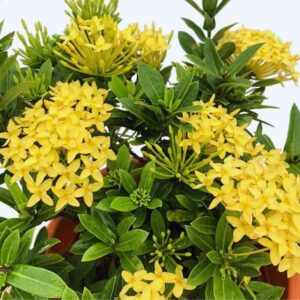 Maui Sunset Yellow Peach Ixora Plant Tropical Plant Well Rooted