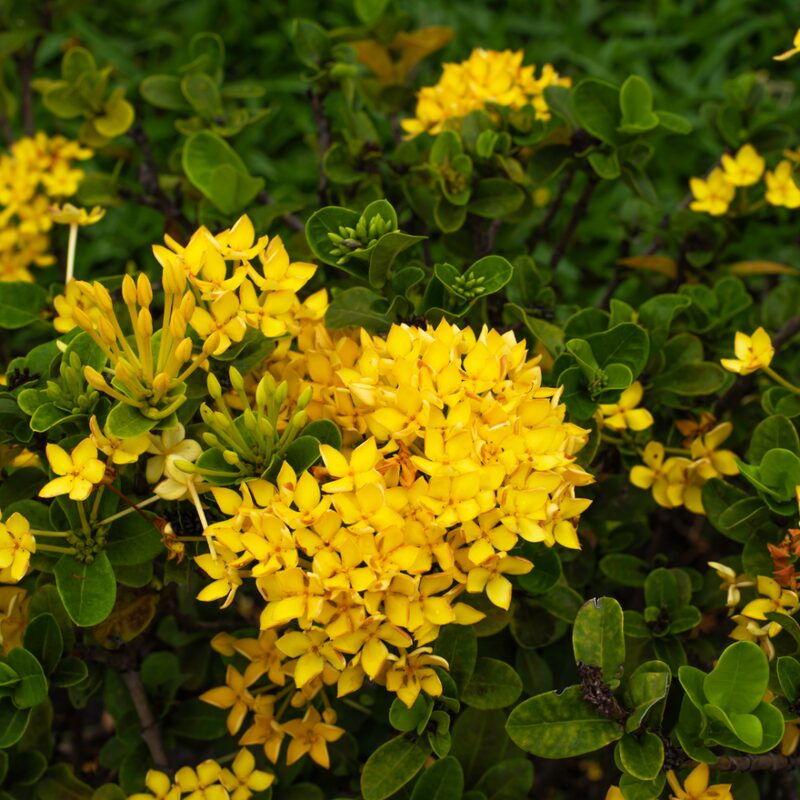Maui Sunset Yellow Peach Ixora Plant Well Rooted - Image 4