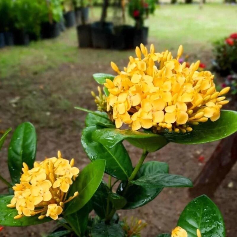 Maui Sunset Yellow Peach Ixora Plant Well Rooted - Image 3