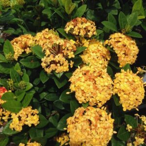 Maui Sunset Yellow Peach Ixora Plant Well Rooted