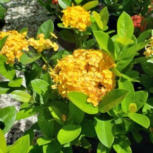 Alternative view of Maui Sunset Yellow Peach Ixora Plant Well Rooted