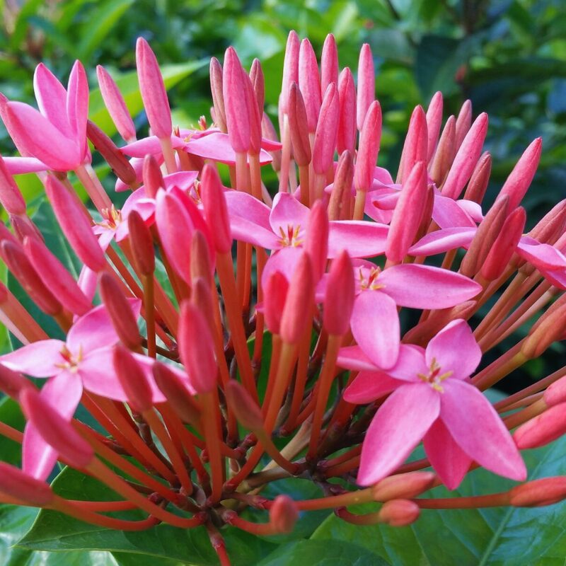 Dwaft Bright Pink Ixora Plants Live - Image 3