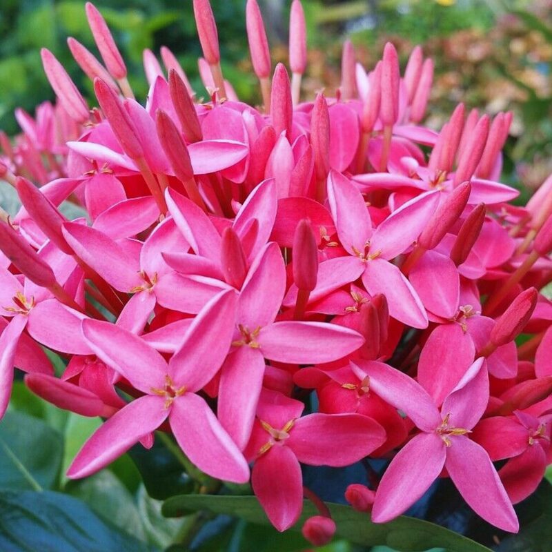 Pink Dwaft Ixora Plants - Image 4