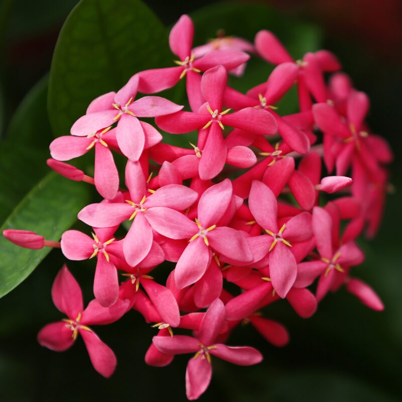 Pink Dwaft Ixora Plants - Image 2
