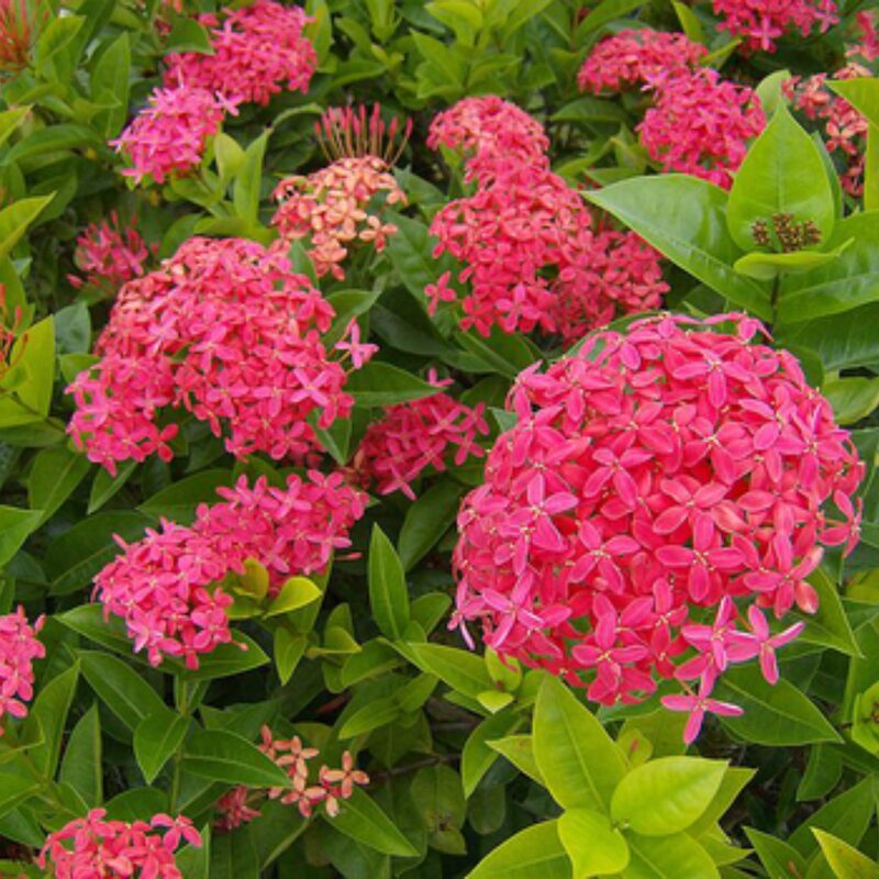 Pink Dwaft Ixora Plants