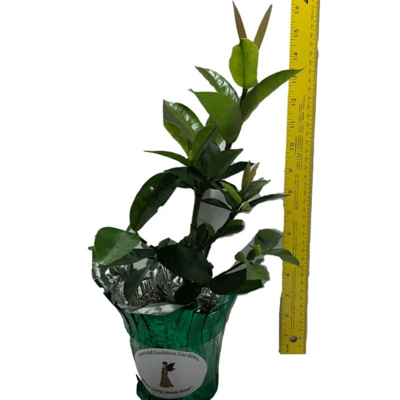 Pink Dwaft Ixora Plants Live - Image 5