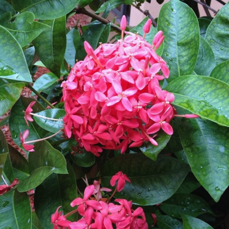 Pink Dwaft Ixora Plants Live - Image 4