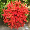 Red Dwaft Ixora Plants Live