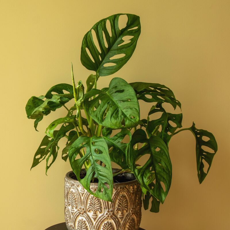 Swiss Cheese Plant Live, Monstera Plant - Image 6