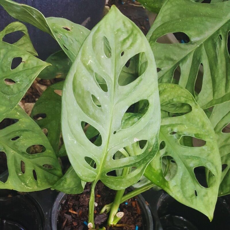 Swiss Cheese Plant Live, Monstera Plant - Image 5