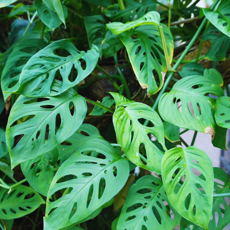Swiss Cheese Plant Live, Monstera Plant - Image 3