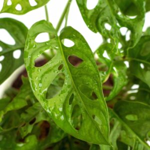 Alternative view of Swiss Cheese Plant Live, Monstera Plant