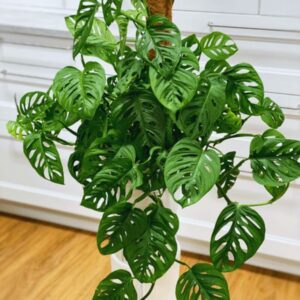 Swiss Cheese Plant Live, Monstera Plant
