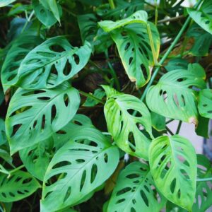 Alternative view of Monstera Plants Live, Swiss Cheese Plants Live