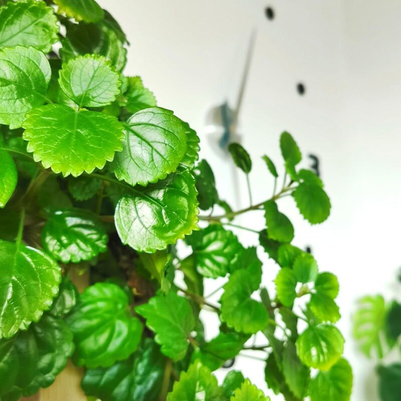 Green Swedish Ivy Plants Live - 2 Plants in 4 Inc Pot - Plectranthus Plants - Image 5