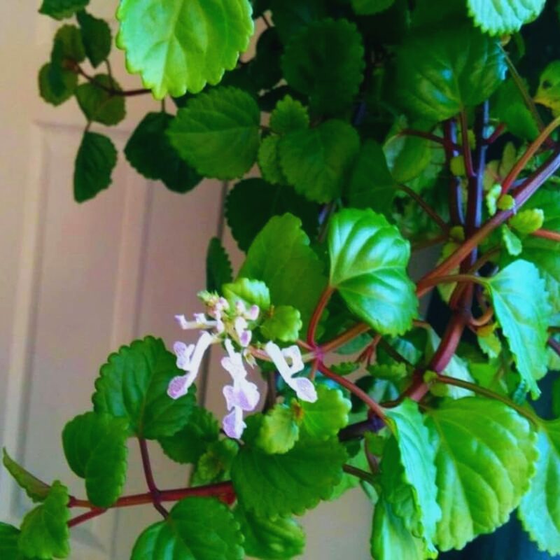 Green Swedish Ivy Plants Live - 2 Plants in 4 Inc Pot - Plectranthus Plants - Image 3