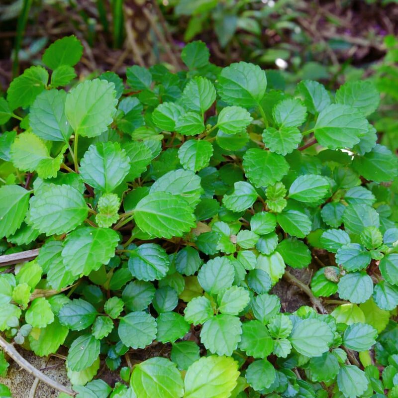 Green Swedish Ivy Plants Live - 2 Plants in 4 Inc Pot - Plectranthus Plants - Image 2