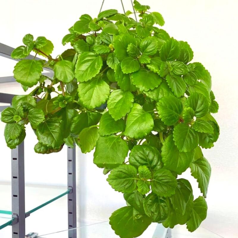 Green Swedish Ivy Plants Live - 2 Plants in 4 Inc Pot - Plectranthus Plants