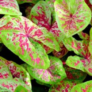Alternative view of Caladium Raspberry Moon Bulbs