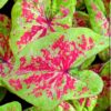 Caladium Raspberry Moon Bulbs
