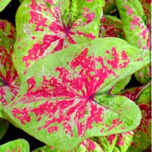 Caladium Raspberry Moon Bulbs