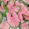 Caladium Pink Splash Bulbs