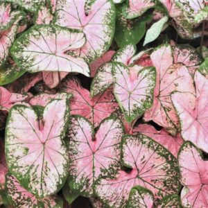 Alternative view of Caladium Pink Splash Bulbs