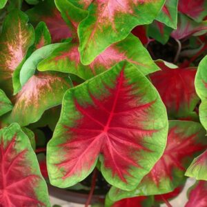 Alternative view of Caladium Freida Hemple Bulbs