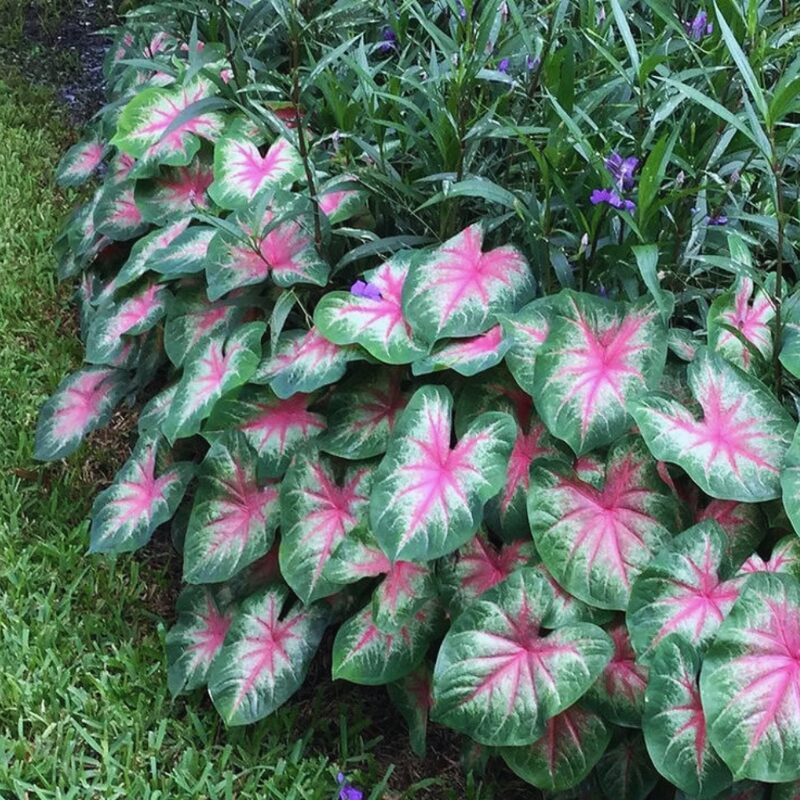 Caladium Rosebud Bulbs - Image 4
