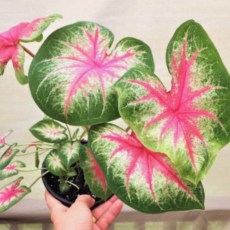 Caladium Rosebud Bulbs - Image 3
