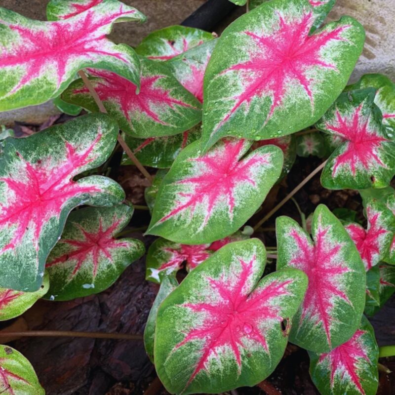 Caladium Rosebud Bulbs - Image 2