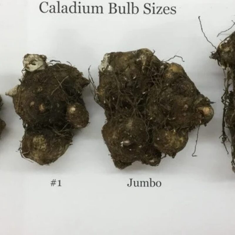 Caladium Florida Clown Bulbs - Image 4