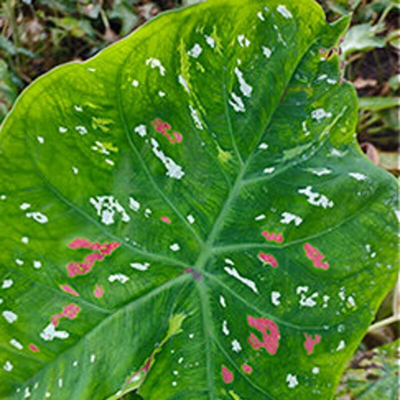 Caladium Florida Clown Bulbs - Image 3