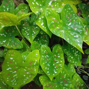 Caladium Florida Clown care