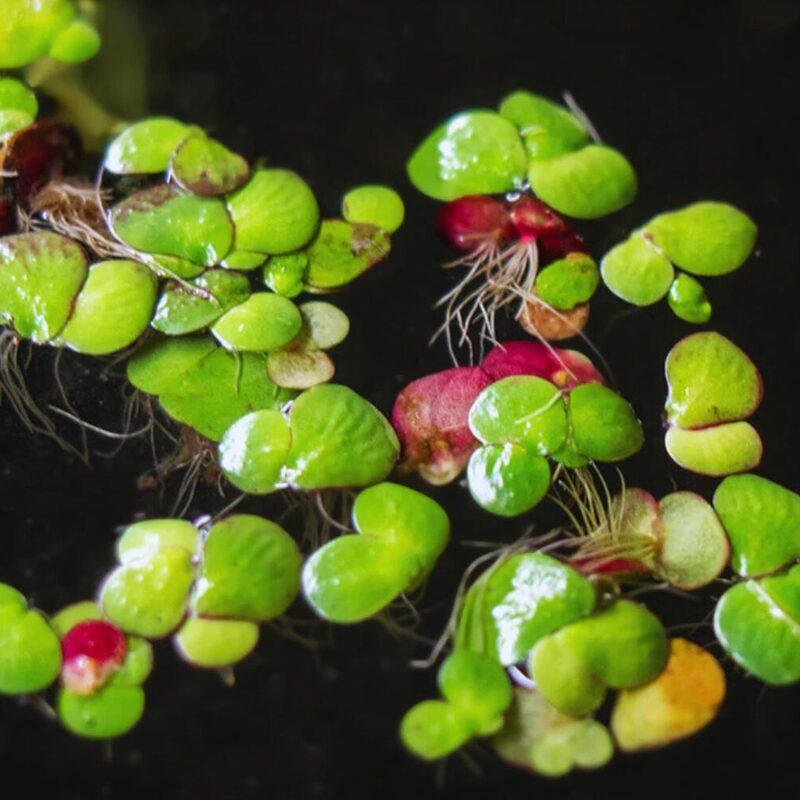 Duckweed Plant Live - Image 4