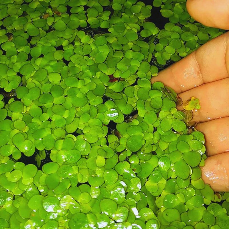 Duckweed Plant Live - Image 3