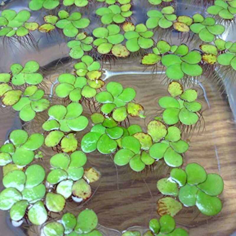 Duckweed Plant Live - Image 2