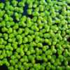 Duckweed Plant Live