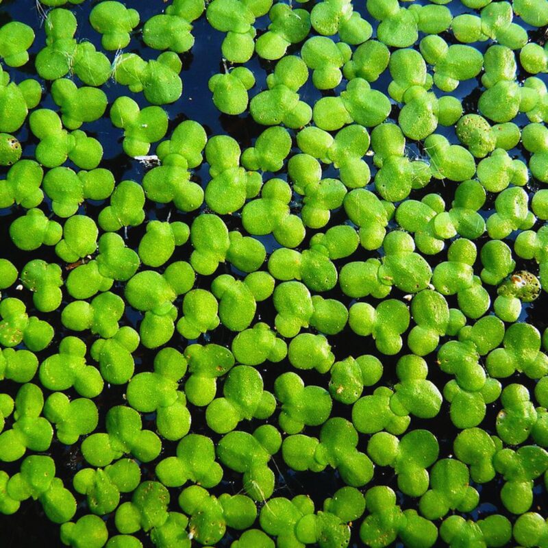 Duckweed Plant Live