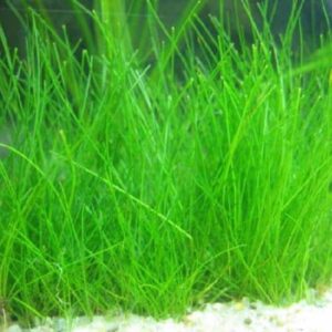 Alternative view of Dwarf Hairgrass Bunch Plants