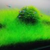 Dwarf Hairgrass Bunch Plants