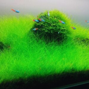Dwarf Hairgrass Bunch Plants