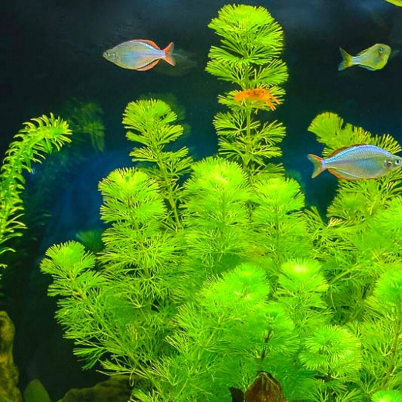 Green Cabomba Aquarium Plant - Image 5