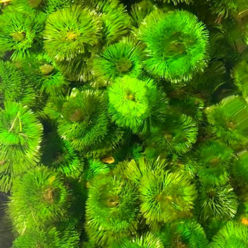 Green Cabomba Aquarium Plant - Image 2